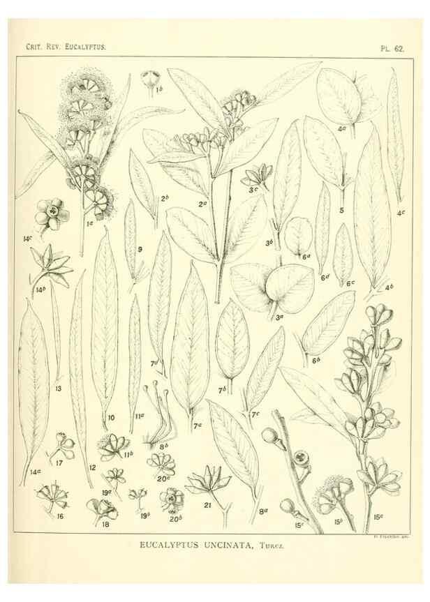Reproducción/Reproduction 40064682303: A critical revision of the genus Eucalyptus,. Sydney,Gullick,1903-33.. 