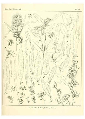Reproducción/Reproduction 40064682303: A critical revision of the genus Eucalyptus,. Sydney,Gullick,1903-33.. 