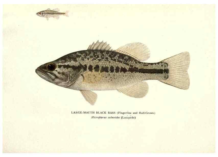 Reproducción/Reproduction 33066591498: The fishes of Illinois /. [Springfield, Ill. :Illinois State Journal Co.],1919-1920.. 