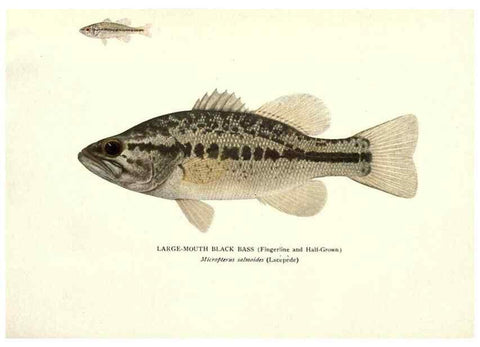 Reproducción/Reproduction 33066591498: The fishes of Illinois /. [Springfield, Ill. :Illinois State Journal Co.],1919-1920.. 