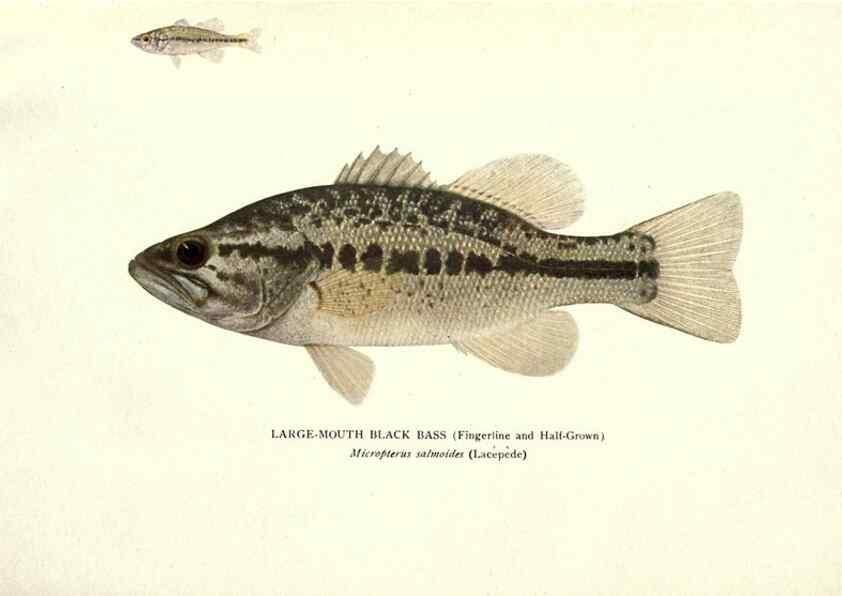 Reproducción/Reproduction 33066591498: The fishes of Illinois /. [Springfield, Ill. :Illinois State Journal Co.],1919-1920.. 