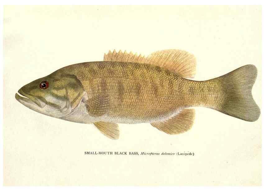 Reproducción/Reproduction 46942041821: The fishes of Illinois /. [Springfield, Ill. :Illinois State Journal Co.],1919-1920.. 