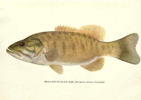Reproducción/Reproduction 46942041821: The fishes of Illinois /. [Springfield, Ill. :Illinois State Journal Co.],1919-1920.. 