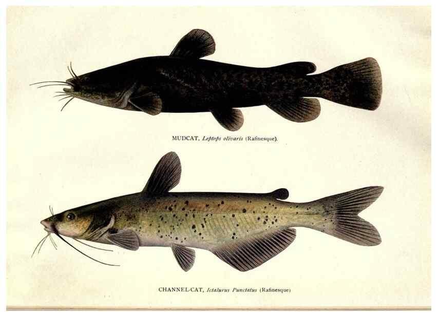 Reproducción/Reproduction 32001059567: The fishes of Illinois /. [Springfield, Ill. :Illinois State Journal Co.],1919-1920.. 