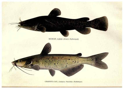 Reproducción/Reproduction 32001059567: The fishes of Illinois /. [Springfield, Ill. :Illinois State Journal Co.],1919-1920.. 