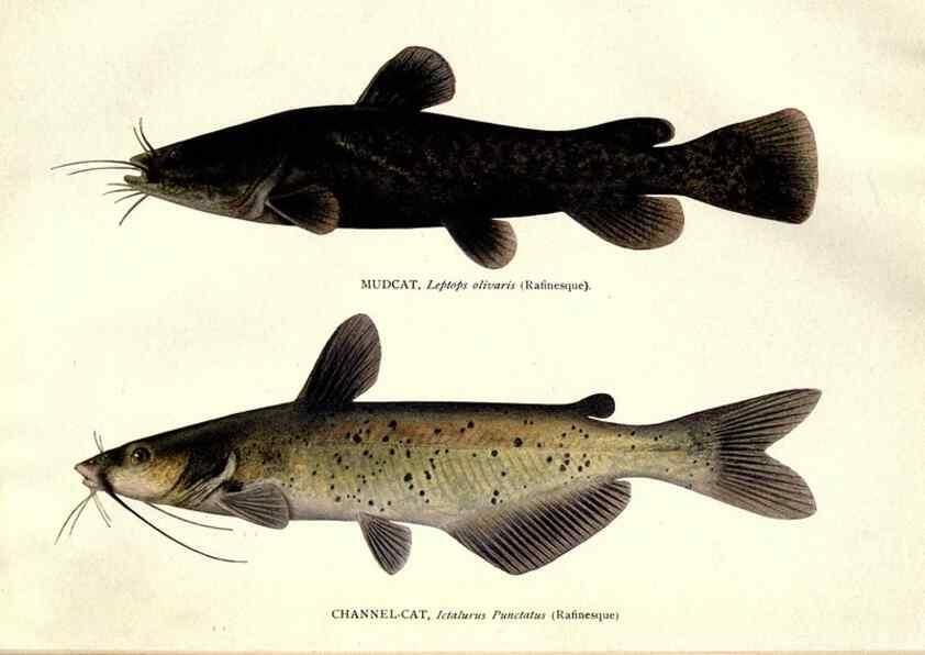 Reproducción/Reproduction 32001059567: The fishes of Illinois /. [Springfield, Ill. :Illinois State Journal Co.],1919-1920.. 