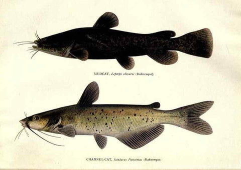 Reproducción/Reproduction 32001059567: The fishes of Illinois /. [Springfield, Ill. :Illinois State Journal Co.],1919-1920.. 