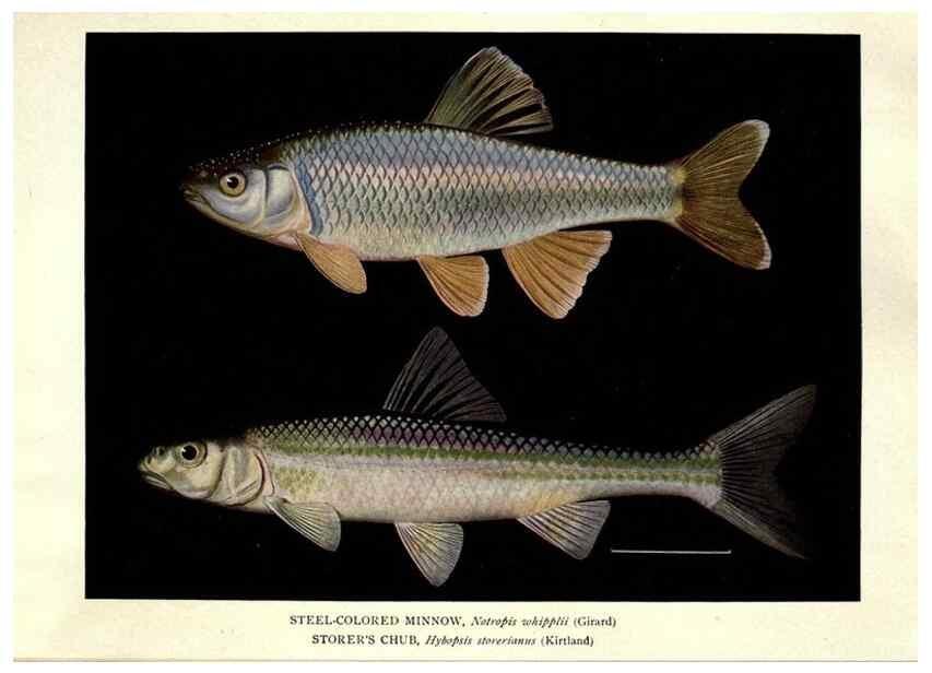 Reproducción/Reproduction 39977618243: The fishes of Illinois /. [Springfield, Ill. :Illinois State Journal Co.],1919-1920.. 