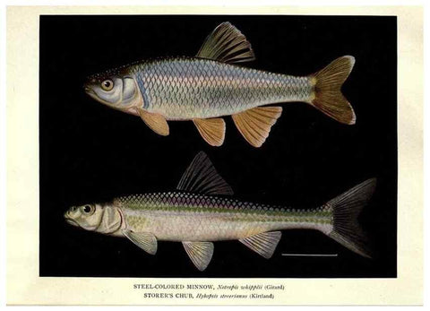 Reproducción/Reproduction 39977618243: The fishes of Illinois /. [Springfield, Ill. :Illinois State Journal Co.],1919-1920.. 