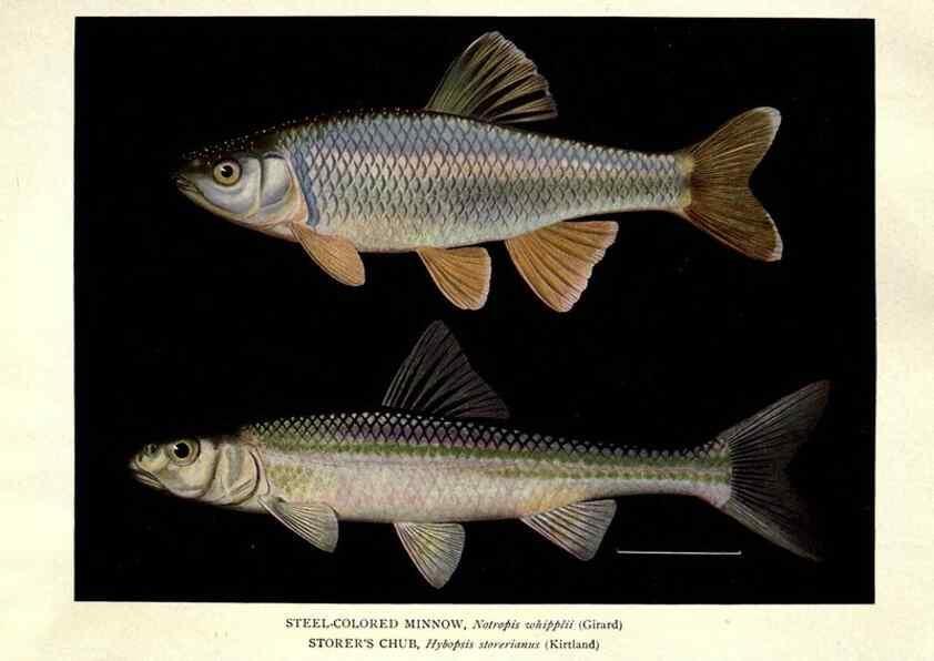 Reproducción/Reproduction 39977618243: The fishes of Illinois /. [Springfield, Ill. :Illinois State Journal Co.],1919-1920.. 