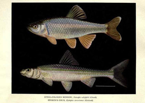 Reproducción/Reproduction 39977618243: The fishes of Illinois /. [Springfield, Ill. :Illinois State Journal Co.],1919-1920.. 