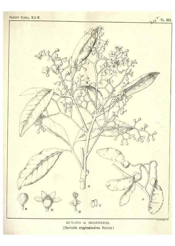 Reproducción/Reproduction 46878505272: The forest flora of New South Wales /. Sydney :W. A. Gullick,1902-1925.. 
