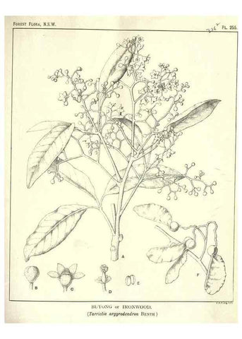 Reproducción/Reproduction 46878505272: The forest flora of New South Wales /. Sydney :W. A. Gullick,1902-1925.. 
