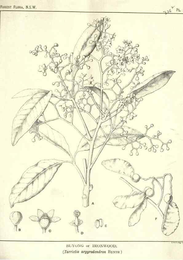Reproducción/Reproduction 46878505272: The forest flora of New South Wales /. Sydney :W. A. Gullick,1902-1925.. 