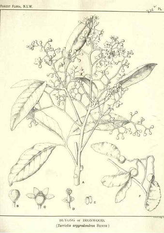 Reproducción/Reproduction 46878505272: The forest flora of New South Wales /. Sydney :W. A. Gullick,1902-1925.. 