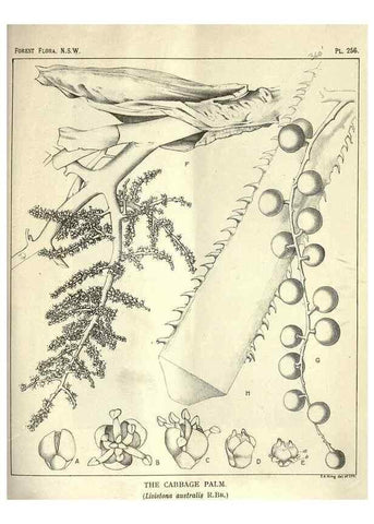 Reproducción/Reproduction 46206039054: The forest flora of New South Wales /. Sydney :W. A. Gullick,1902-1925.. 
