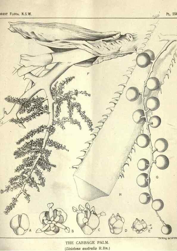 Reproducción/Reproduction 46206039054: The forest flora of New South Wales /. Sydney :W. A. Gullick,1902-1925.. 