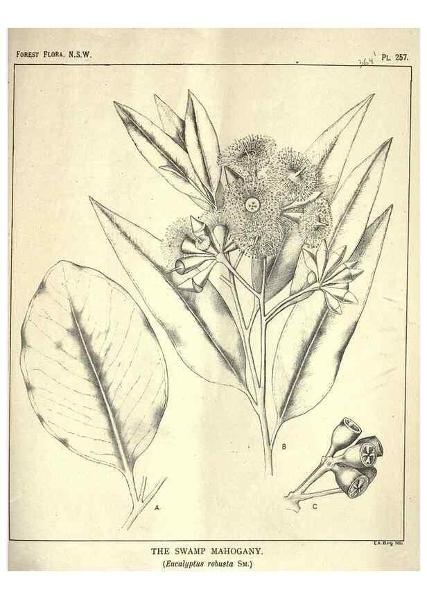 Reproducción/Reproduction 31989734397: The forest flora of New South Wales /. Sydney :W. A. Gullick,1902-1925.. 