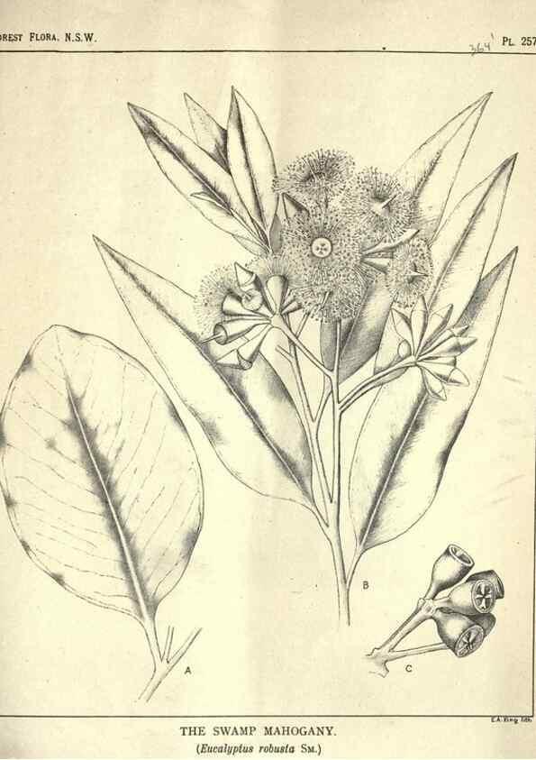 Reproducción/Reproduction 31989734397: The forest flora of New South Wales /. Sydney :W. A. Gullick,1902-1925.. 