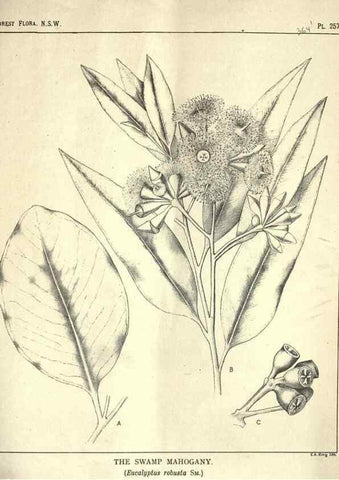 Reproducción/Reproduction 31989734397: The forest flora of New South Wales /. Sydney :W. A. Gullick,1902-1925.. 