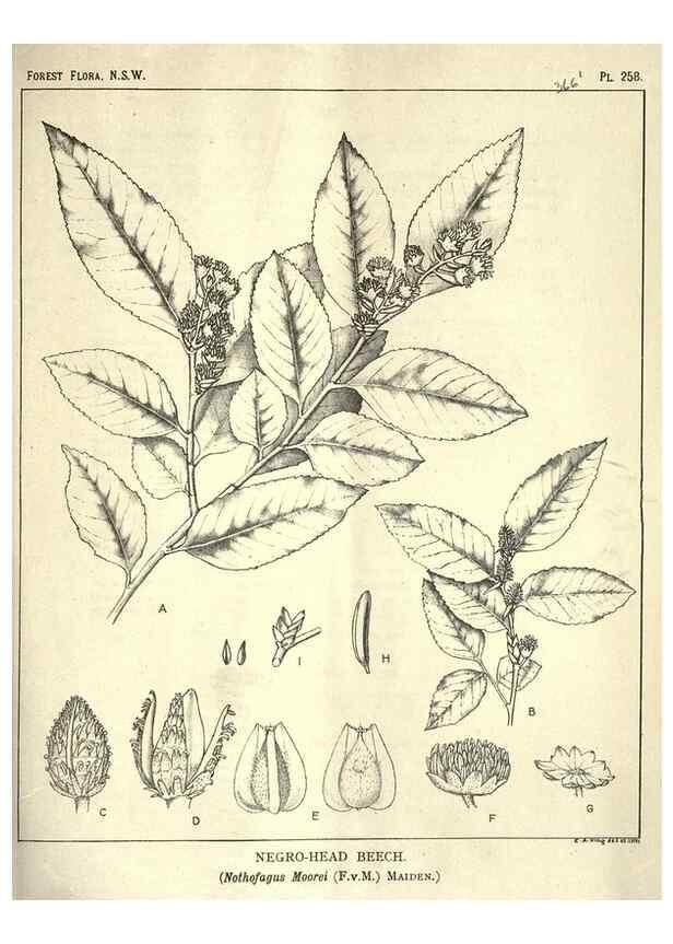 Reproducción/Reproduction 46930714201: The forest flora of New South Wales /. Sydney :W. A. Gullick,1902-1925.. 