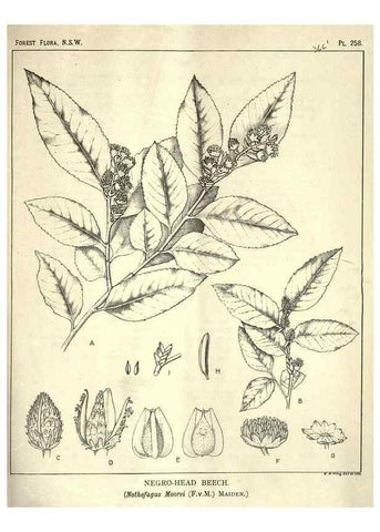 Reproducción/Reproduction 46930714201: The forest flora of New South Wales /. Sydney :W. A. Gullick,1902-1925.. 