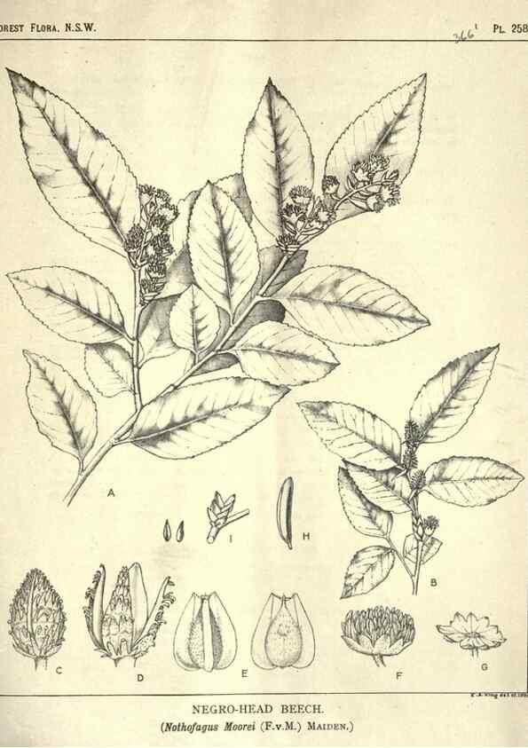 Reproducción/Reproduction 46930714201: The forest flora of New South Wales /. Sydney :W. A. Gullick,1902-1925.. 