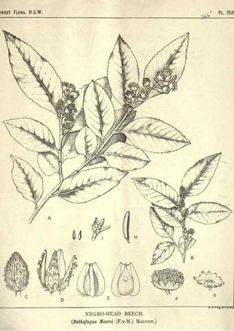 Reproducción/Reproduction 46930714201: The forest flora of New South Wales /. Sydney :W. A. Gullick,1902-1925.. 