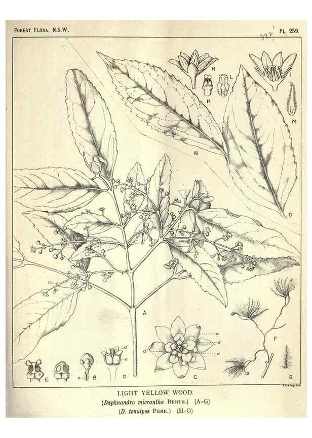 Reproducción/Reproduction 46206040914: The forest flora of New South Wales /. Sydney :W. A. Gullick,1902-1925.. 