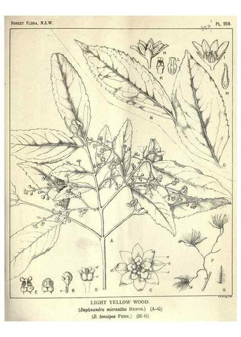 Reproducción/Reproduction 46206040914: The forest flora of New South Wales /. Sydney :W. A. Gullick,1902-1925.. 