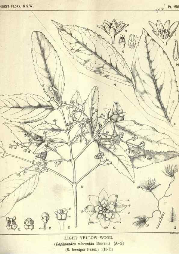 Reproducción/Reproduction 46206040914: The forest flora of New South Wales /. Sydney :W. A. Gullick,1902-1925.. 