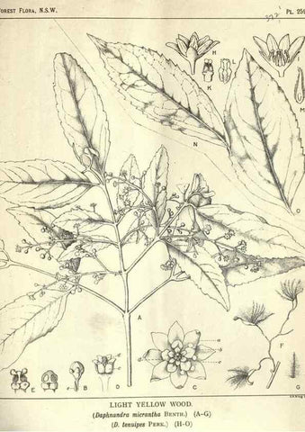 Reproducción/Reproduction 46206040914: The forest flora of New South Wales /. Sydney :W. A. Gullick,1902-1925.. 