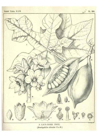Reproducción/Reproduction 46206041254: The forest flora of New South Wales /. Sydney :W. A. Gullick,1902-1925.. 