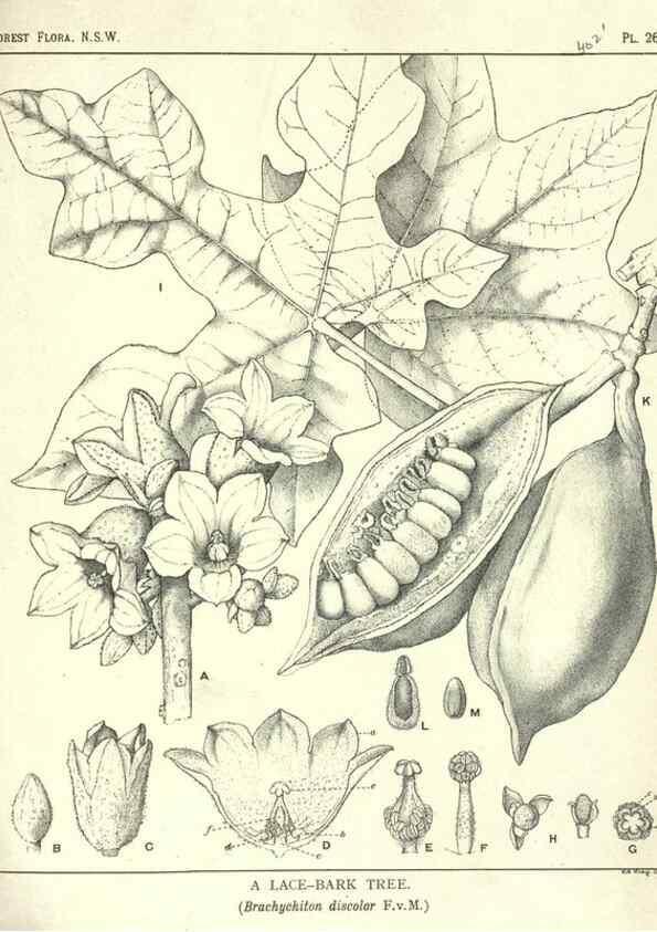 Reproducción/Reproduction 46206041254: The forest flora of New South Wales /. Sydney :W. A. Gullick,1902-1925.. 