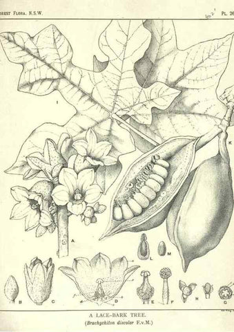 Reproducción/Reproduction 46206041254: The forest flora of New South Wales /. Sydney :W. A. Gullick,1902-1925.. 