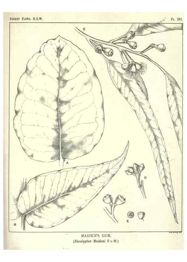 Reproducción/Reproduction 46930716071: The forest flora of New South Wales /. Sydney :W. A. Gullick,1902-1925.. 