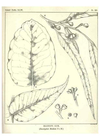 Reproducción/Reproduction 46930716071: The forest flora of New South Wales /. Sydney :W. A. Gullick,1902-1925.. 