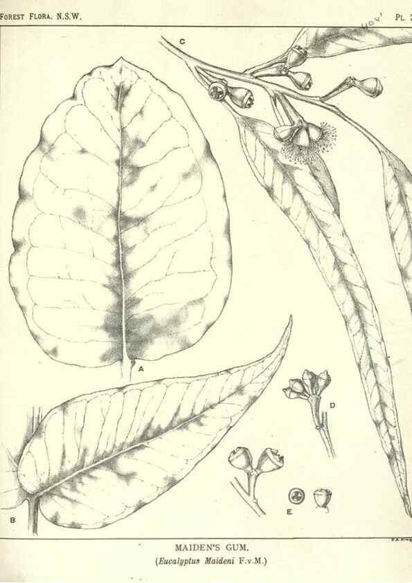 Reproducción/Reproduction 46930716071: The forest flora of New South Wales /. Sydney :W. A. Gullick,1902-1925.. 