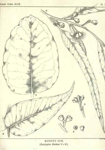 Reproducción/Reproduction 46930716071: The forest flora of New South Wales /. Sydney :W. A. Gullick,1902-1925.. 