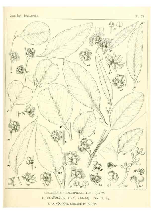 Reproducción/Reproduction 32087948137: A critical revision of the genus Eucalyptus,. Sydney,Gullick,1903-33.. 