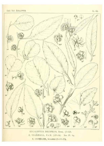 Reproducción/Reproduction 32087948137: A critical revision of the genus Eucalyptus,. Sydney,Gullick,1903-33.. 