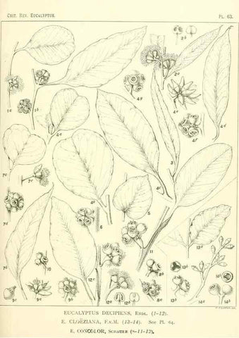 Reproducción/Reproduction 32087948137: A critical revision of the genus Eucalyptus,. Sydney,Gullick,1903-33.. 