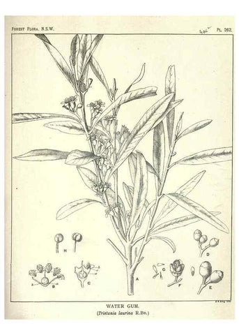 Reproducción/Reproduction 46930716491: The forest flora of New South Wales /. Sydney :W. A. Gullick,1902-1925.. 