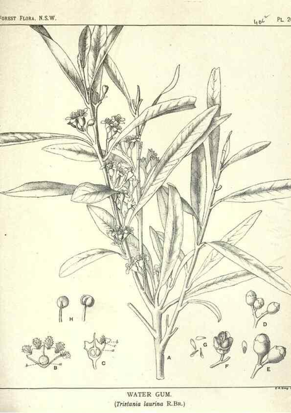 Reproducción/Reproduction 46930716491: The forest flora of New South Wales /. Sydney :W. A. Gullick,1902-1925.. 