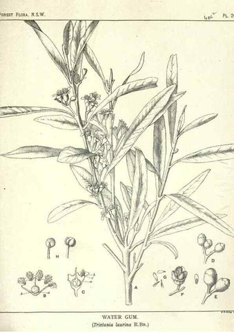 Reproducción/Reproduction 46930716491: The forest flora of New South Wales /. Sydney :W. A. Gullick,1902-1925.. 