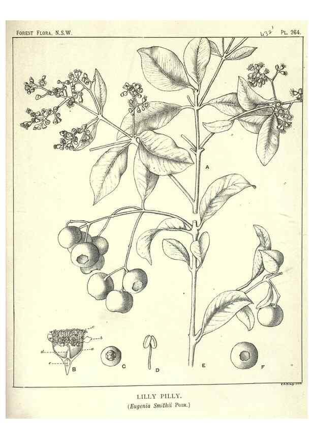 Reproducción/Reproduction 33055268948: The forest flora of New South Wales /. Sydney :W. A. Gullick,1902-1925.. 