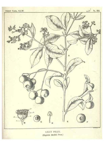 Reproducción/Reproduction 33055268948: The forest flora of New South Wales /. Sydney :W. A. Gullick,1902-1925.. 