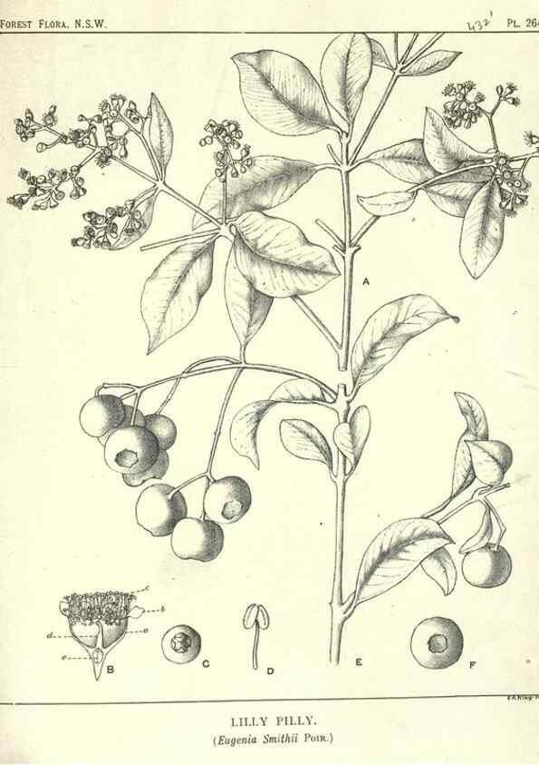 Reproducción/Reproduction 33055268948: The forest flora of New South Wales /. Sydney :W. A. Gullick,1902-1925.. 