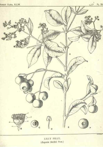 Reproducción/Reproduction 33055268948: The forest flora of New South Wales /. Sydney :W. A. Gullick,1902-1925.. 