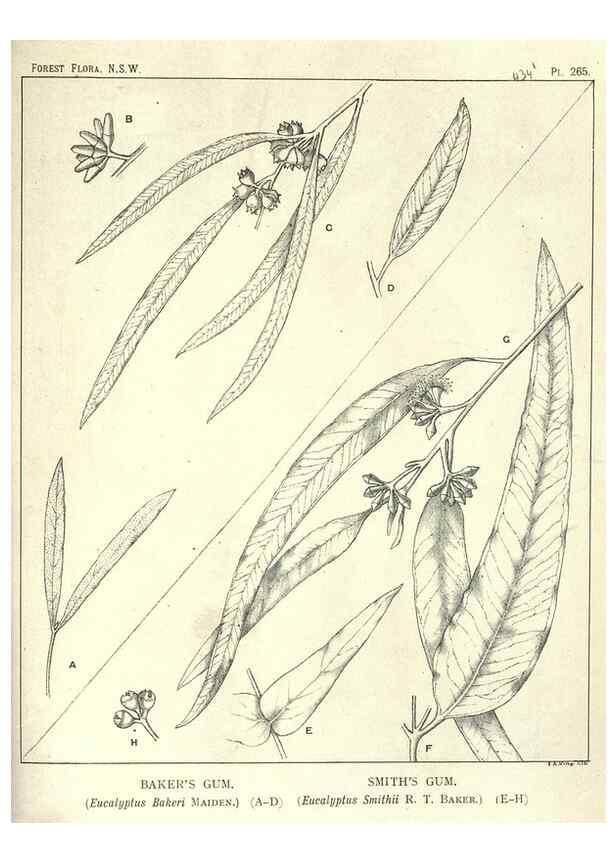 Reproducción/Reproduction 46016679555: The forest flora of New South Wales /. Sydney :W. A. Gullick,1902-1925.. 